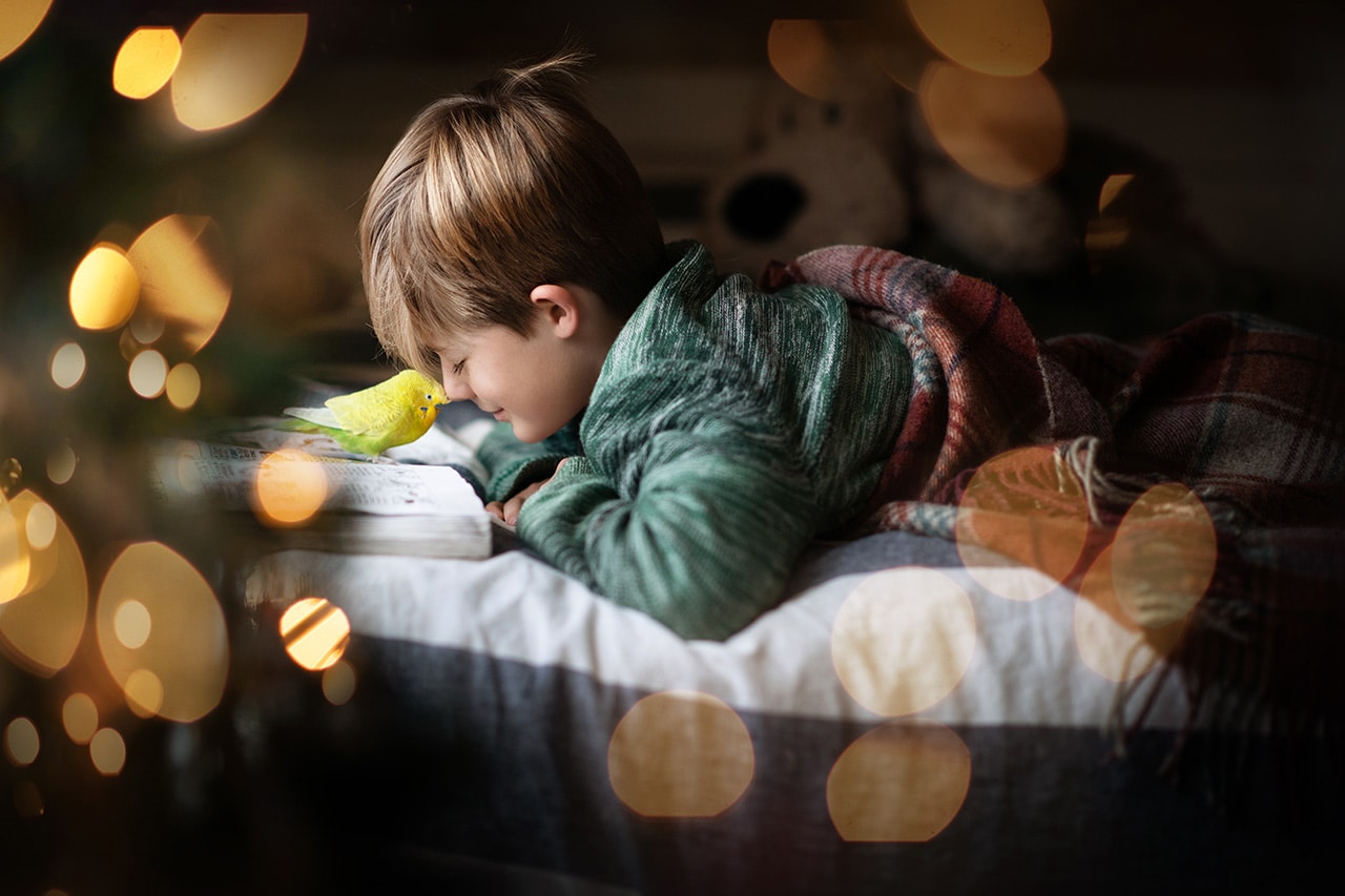 little boy laying in bed with green parakeet and Christmas tree bokeh (boulder photographer)
