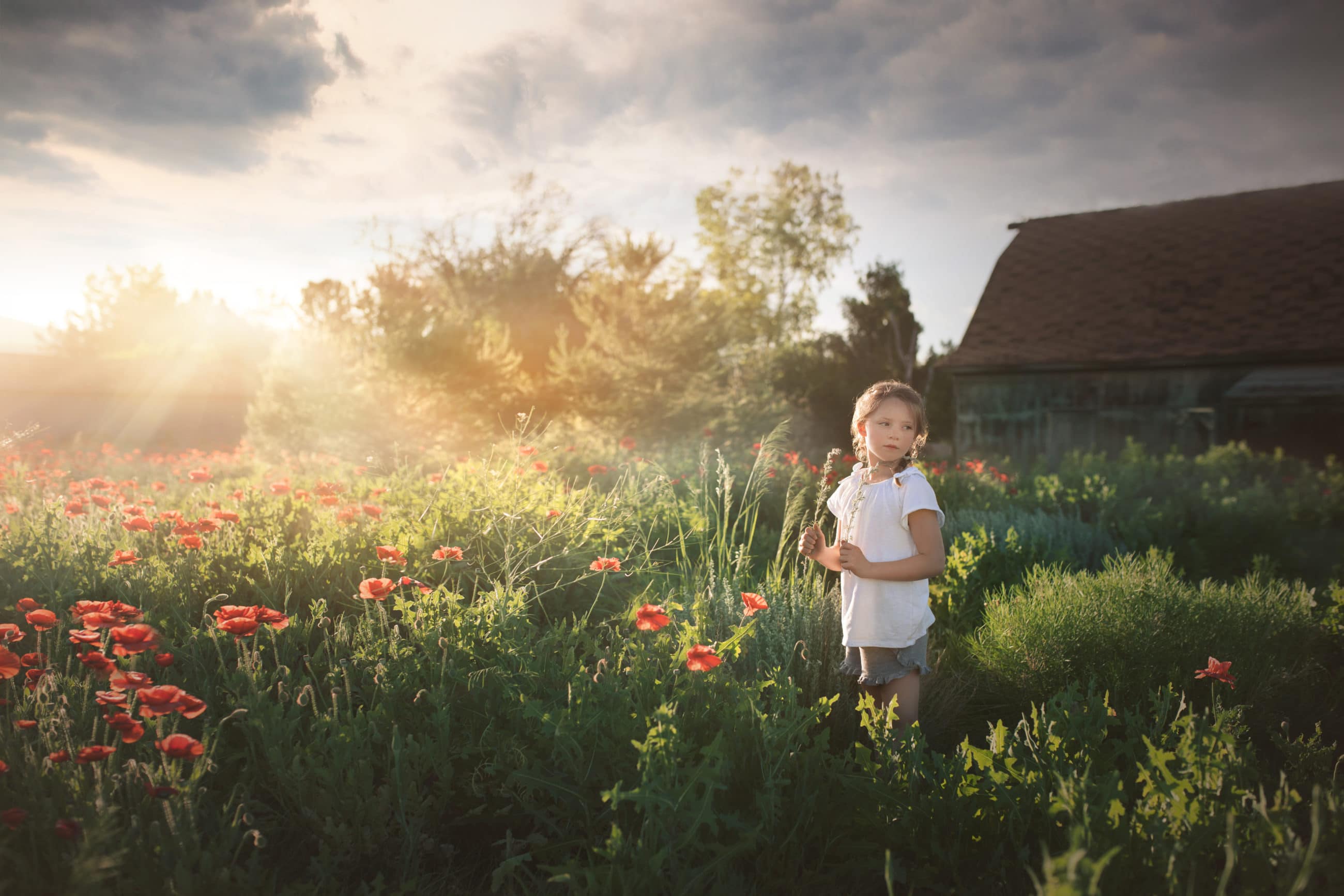 little girl standing in field of poppies with streams of light coming in and barn in background -boulder photographer