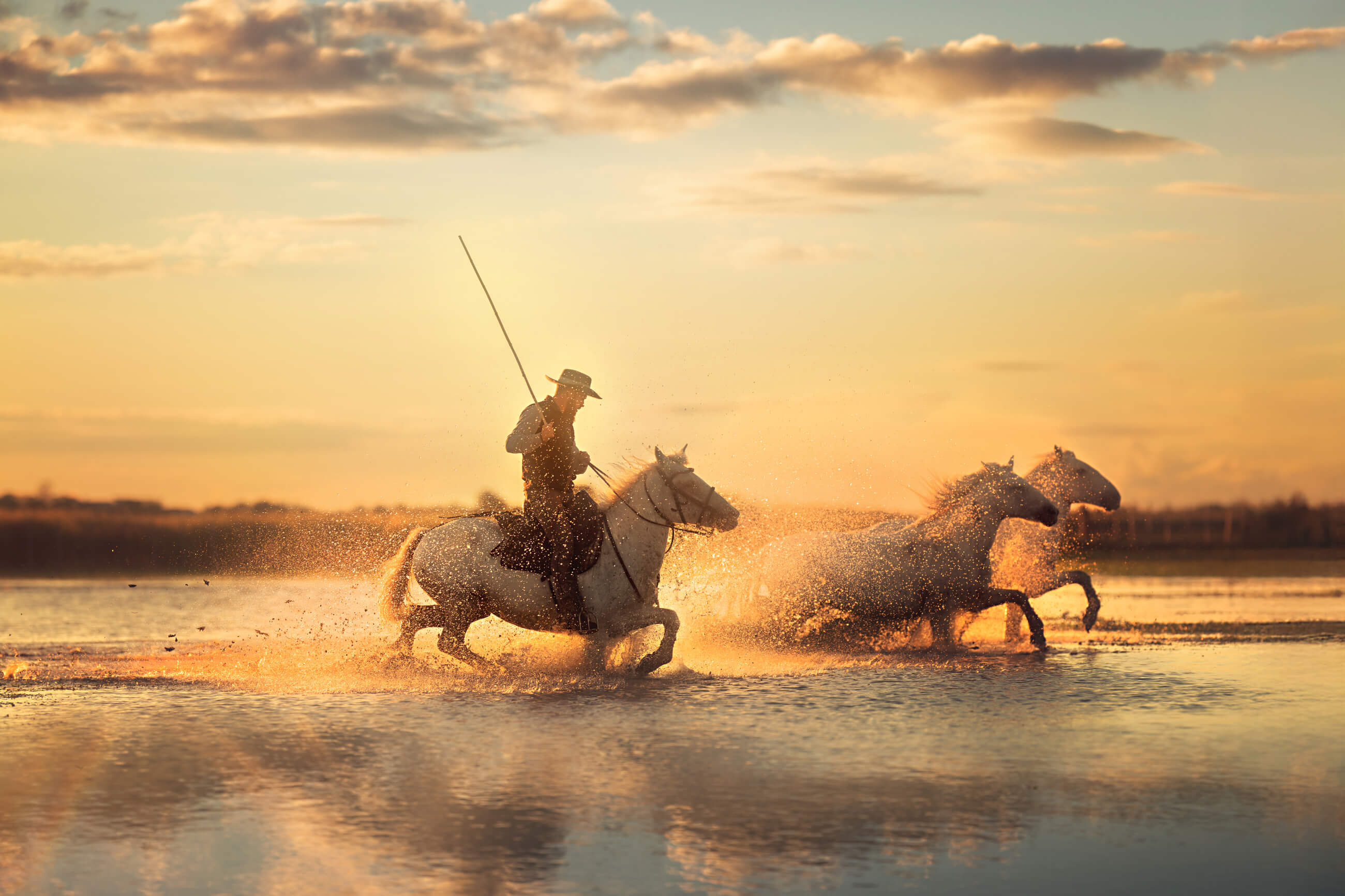 Camargue Guardian Camargue Guardian