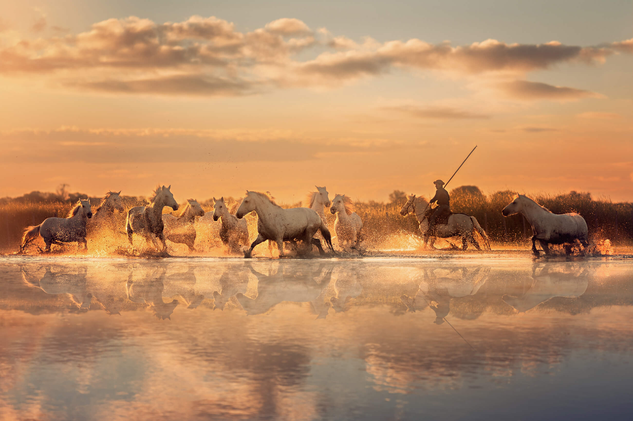 Camargue Stampede