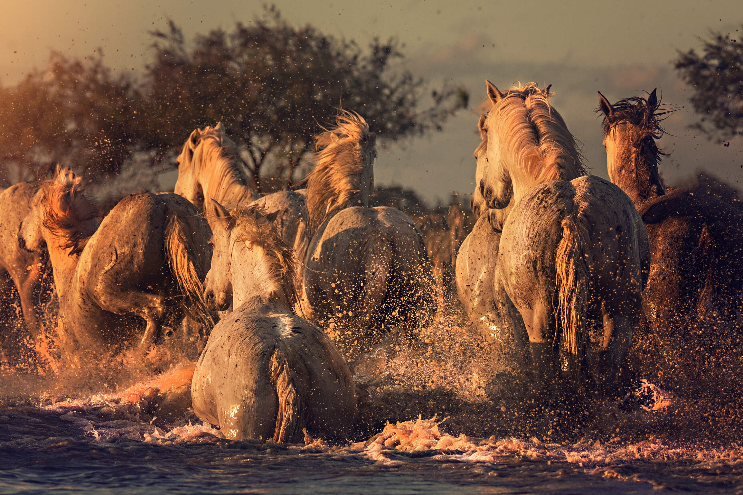 Rush of Horses Rush of Horses